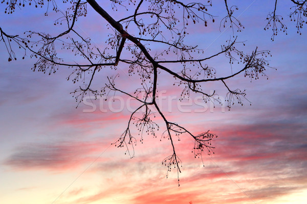 Winter Sunset and tree Stock photo © lovleah