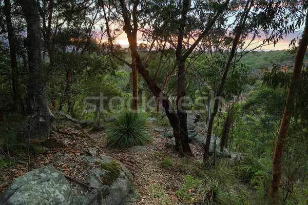 Sunrise Glenbrook , Blue Mountains Australia Stock photo © lovleah