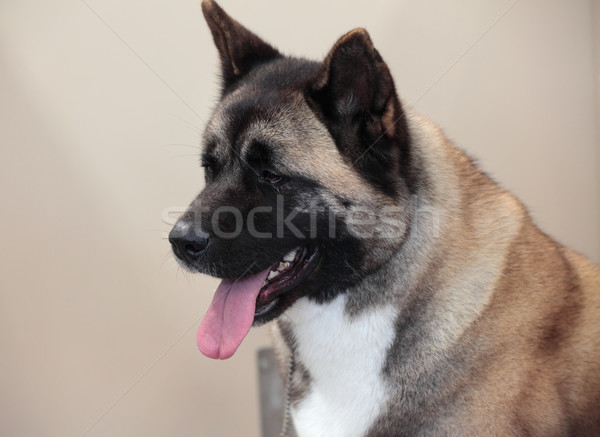 Portrait of alert Akita dog Stock photo © lovleah