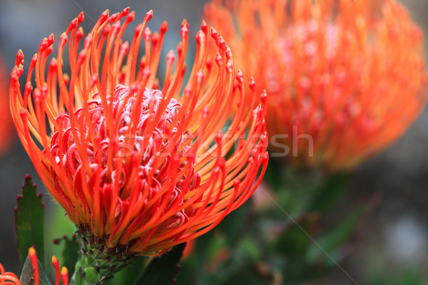 Pincushion protea closeup Stock photo © lovleah