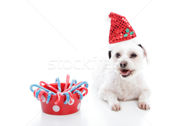 White small puppy dog beside bowl of Christmas candycanes Stock photo © lovleah