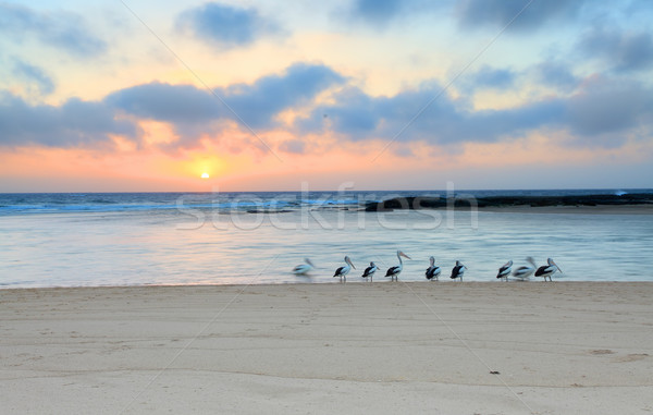 Sunrise at The Entrance North,  Australia Stock photo © lovleah