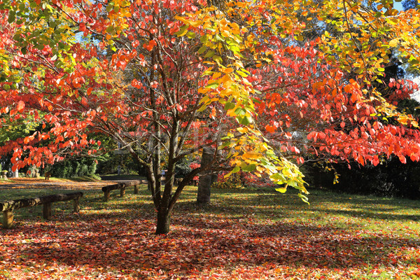 Stock photo: Autumn Colours