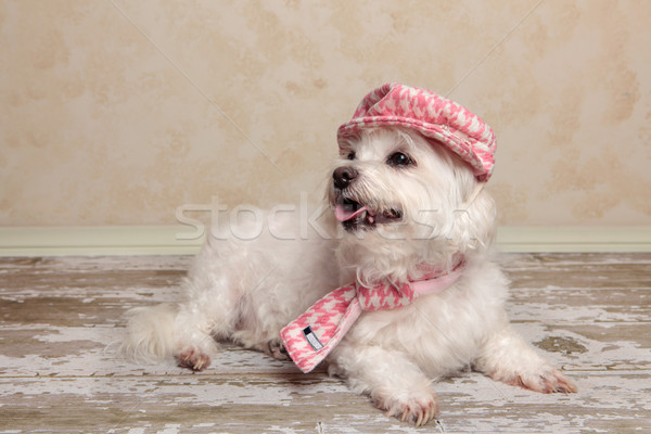 Cute dog lying on rustic timber floor Stock photo © lovleah