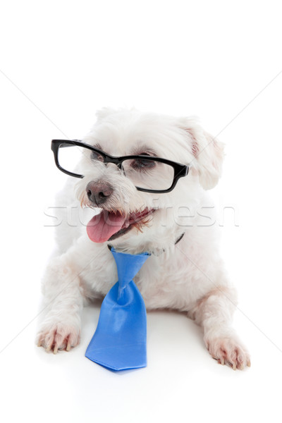 Stock photo: Dog wearing spectacles glasses