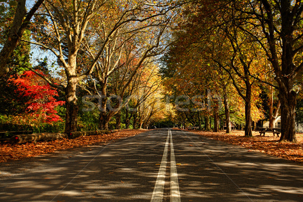 Najaar bomen straat loof weg Stockfoto © lovleah