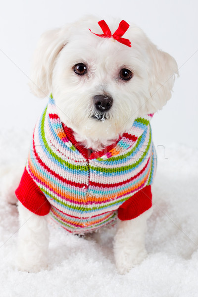 Winter puppy dog wearing striped jumper Stock photo © lovleah