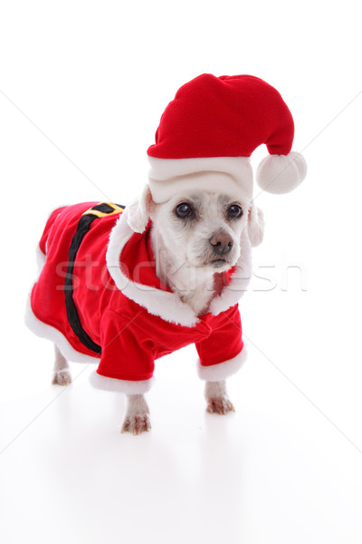 White dog wearing a red and white santa costume Stock photo © lovleah