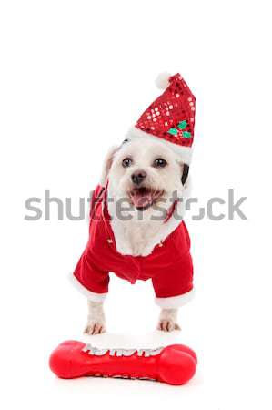 Dog wearing Santa Claus costume Stock photo © lovleah