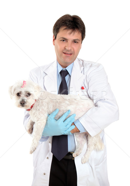 Vet carries a dog needing veterinary care Stock photo © lovleah