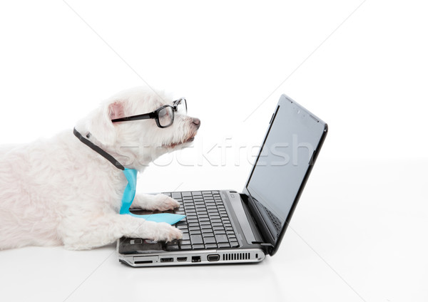Câine laptop inteligent folosind laptop Imagine de stoc © lovleah