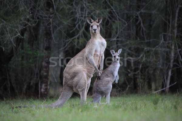 Eastern Grey Kangaroos in bushland Stock photo © lovleah