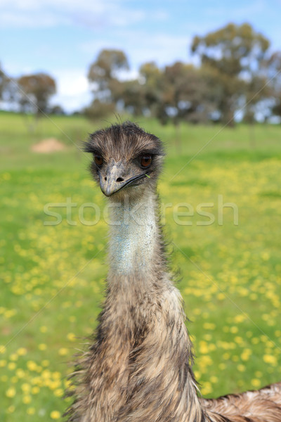 Young emu in Australian bushland Stock photo © lovleah