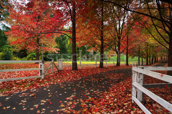 Maple trees in Autumn Stock photo © lovleah