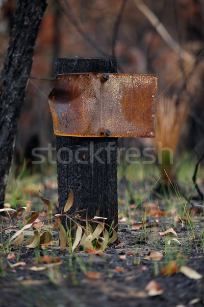 After the Bushfire Stock photo © lovleah