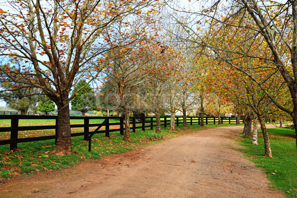 Tree lined dirt road in Autumn Stock photo © lovleah