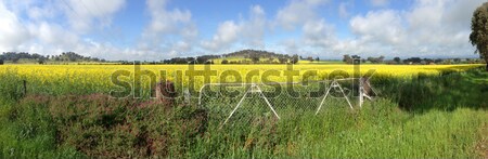 Bereich Panorama Felder zunehmend Australien Nutzpflanzen Stock foto © lovleah