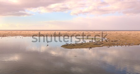 Martılar oynamak sığ plaj gökyüzü manzara Stok fotoğraf © lovleah