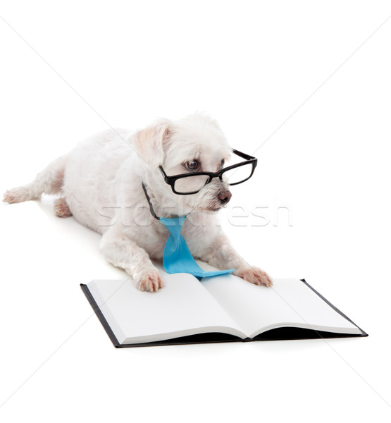 Kutyakölyök iskola engedelmes fiatal kutyakiképzés tanul Stock fotó © lovleah