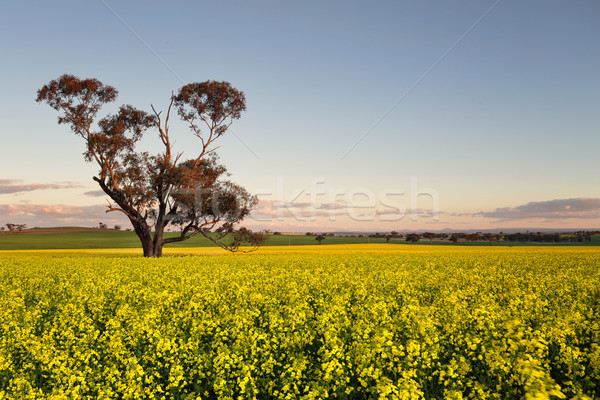 Canola field at dusk Stock photo © lovleah