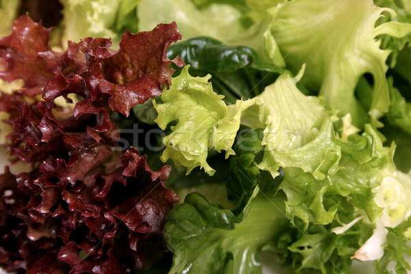 Lettuce close up Stock photo © lovleah