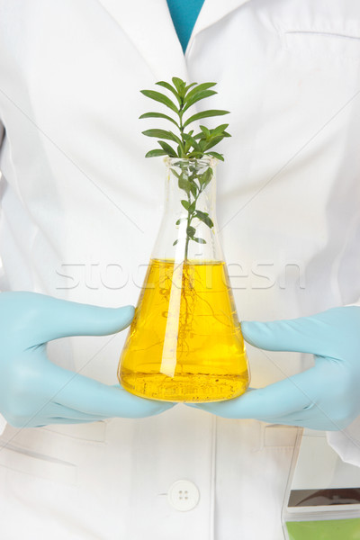 植物 病理 科學家 遺傳 修改 商業照片 © lovleah