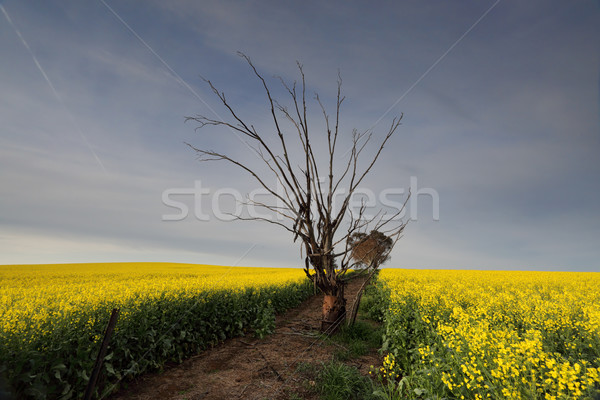 Canola field in morning light Stock photo © lovleah