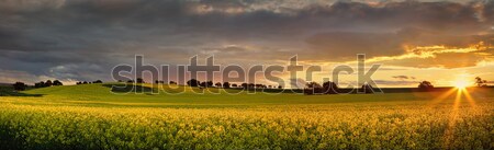 Canola farmlands as the sun sets  Stock photo © lovleah