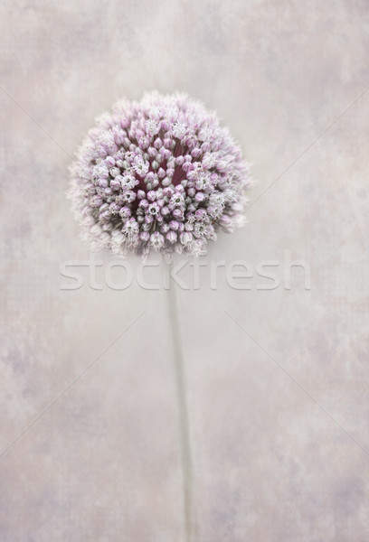 Beautiful allium flower Stock photo © lovleah