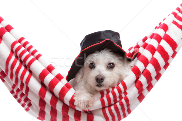 Adorabil căţeluş pălărie drăguţ câine Imagine de stoc © lovleah