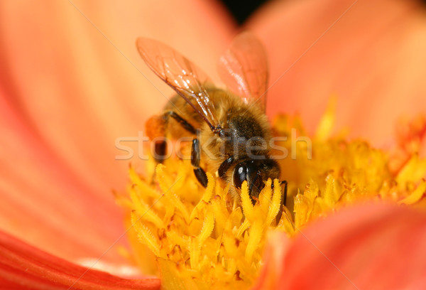 Méh gyűjt virágpor közelkép munkás centrum Stock fotó © lovleah
