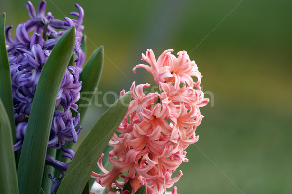 Pink and Purple Hyacinth Stock photo © lovleah