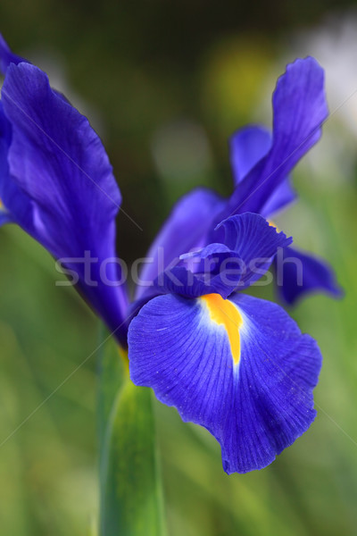 Dutch Iris Professor Blaauw, glistens after rain in the garden Stock photo © lovleah