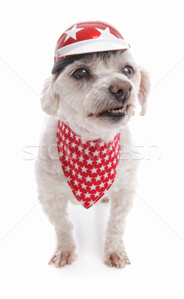Dezordine rău câine motocicletă Imagine de stoc © lovleah