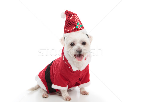 Christmas Santa dog Stock photo © lovleah