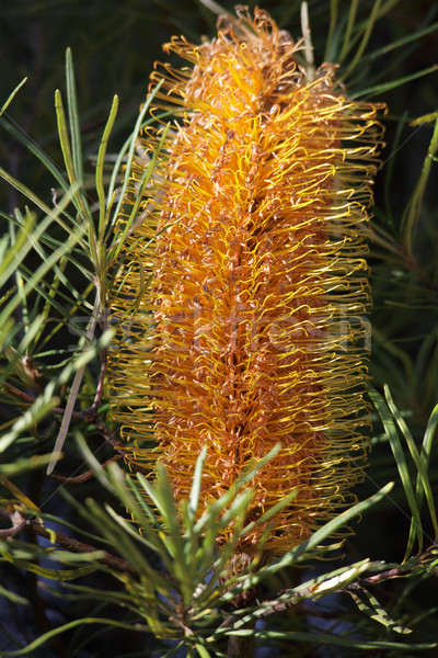 Yellow Banksia Spinulosa Stock photo © lovleah