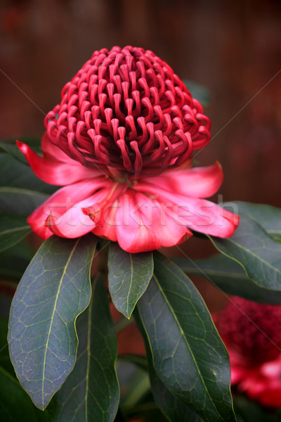 Spectacular Waratah flowering in the garden Stock photo © lovleah