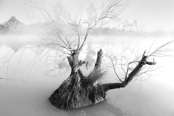 Lone tree on a foggy morning at Pugh's Lagoon Stock photo © lovleah