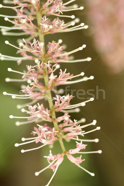 Macadamia flower Stock photo © lovleah