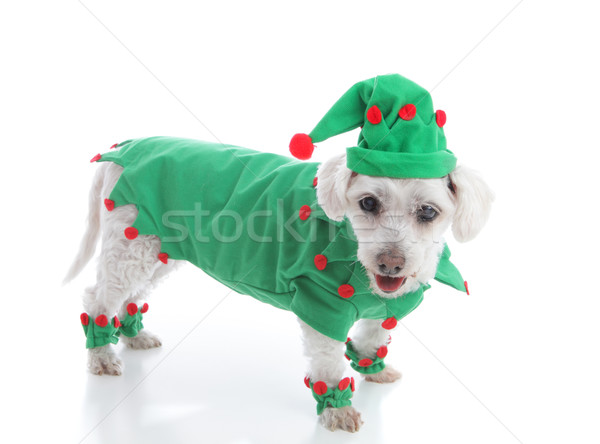 Elf grünen Anzug hat Haustier Hund Stock foto © lovleah
