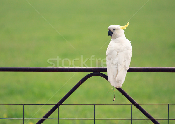 Australijczyk kakadu posiedzenia gospodarstwa bramy nowa południowa walia Zdjęcia stock © lovleah