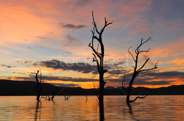 Naplemente Ausztrália látványos tó madarak ágak Stock fotó © lovleah