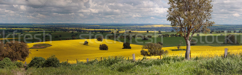 Rural farmlands panorama Stock photo © lovleah