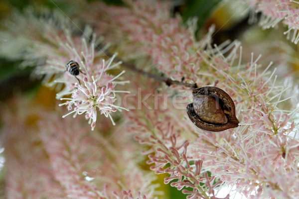 Macadamia nut in husk against flower racemes Stock photo © lovleah