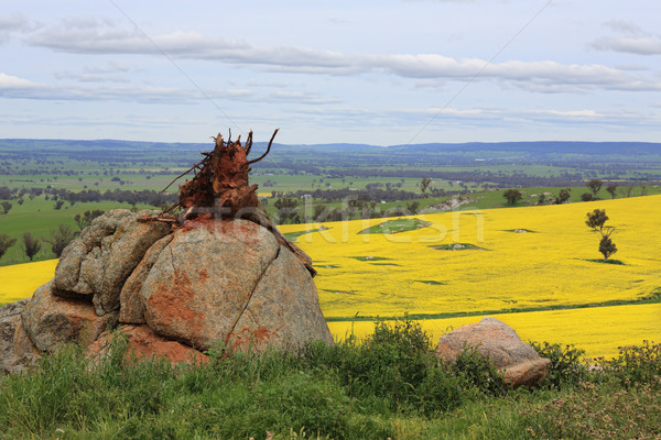 Tree stump on a rock Stock photo © lovleah