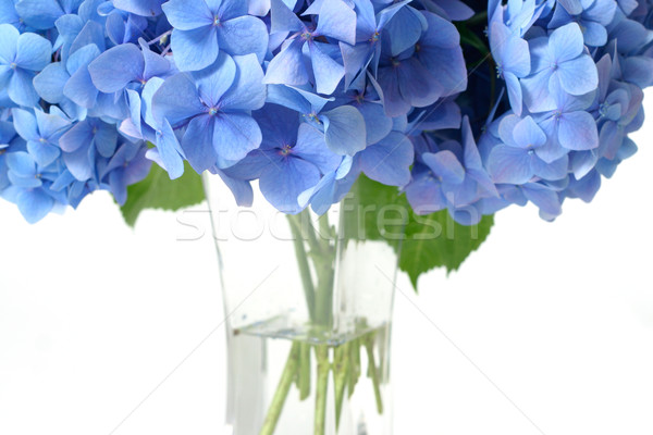 Canopy of Hydrangea Flowers Stock photo © lovleah