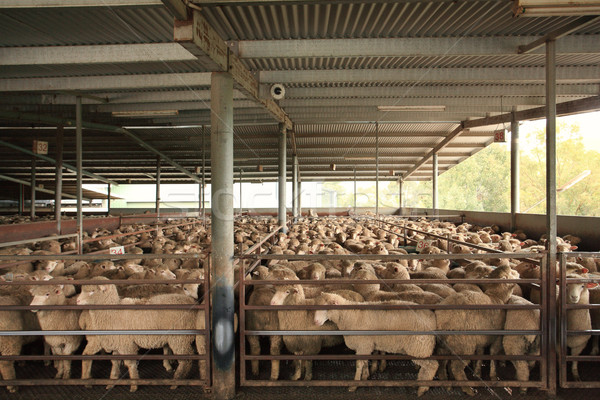 Sheep in holding pens Stock photo © lovleah
