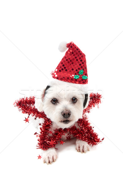 [[stock_photo]]: Joli · Noël · star · chien · cute · terrier