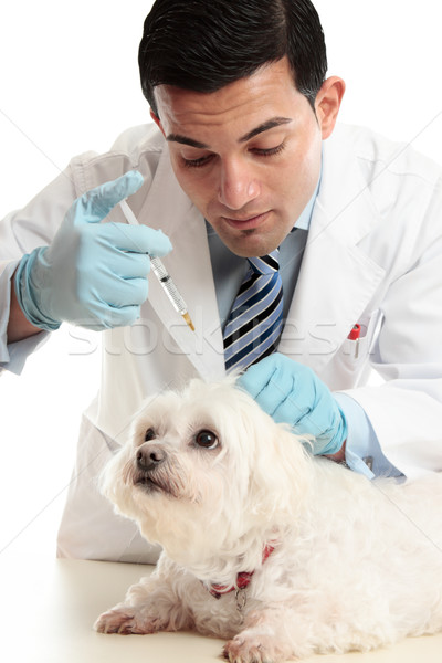 Vet injection to dog's scruff of neck Stock photo © lovleah