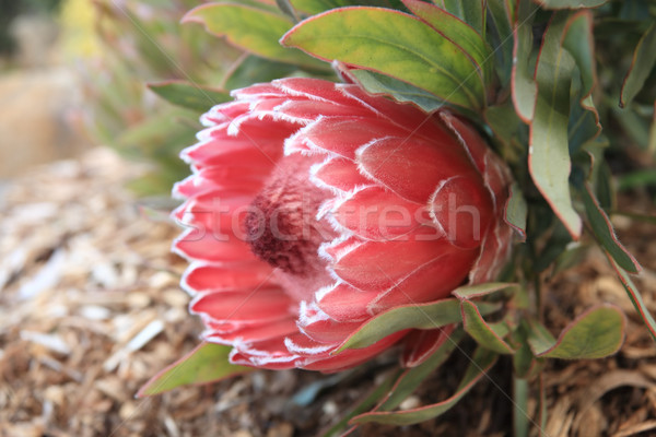 Protea Sugarbush flowering in the garden Stock photo © lovleah